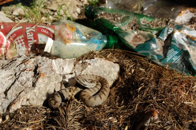 Vipera berus amongst trash, Mt. Čvrsnica